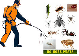 Pest control services in gurgaon