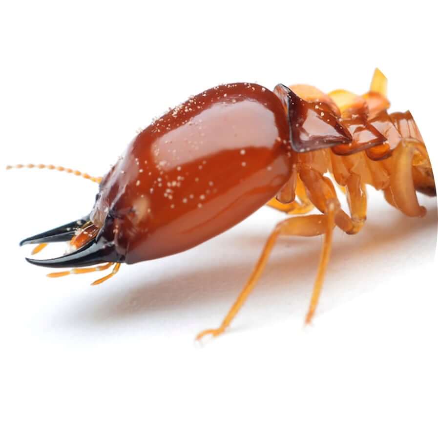 Termite Pest Control