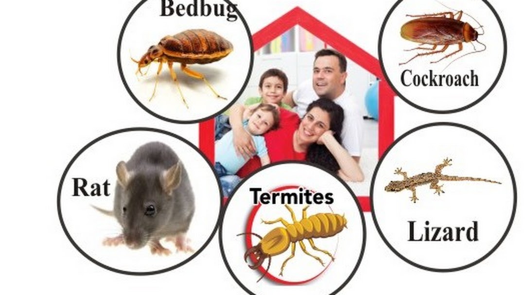 pest control service in new delhi