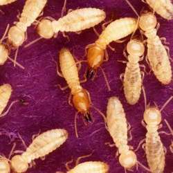 Termite Eliminator Service in Delhi