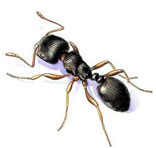 Ants Control Services in South Delhi