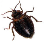 Bed Bugs Control Services in South Delhi