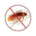 COCKROACH CONTROL SERVICES IN DELHI