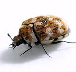 Carpet Beetle Control Services in South Delhi