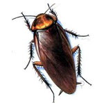 Cockroaches Control Services in South Delhi