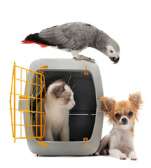 PET MOVING SERVICE IN GURGAON