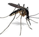 Mosquitoes Control Services in  South Delhi