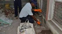 RODENTS CONTROL SERVICES IN DELHI