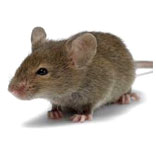 Rats Control Services in South Delhi