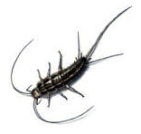 Silverfish Control Services in  South Delhi