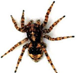 Spider Control Services in South Delhi