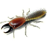 Termite Control Services in South Delhi