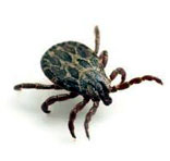 Ticks Control Services in South Delhi