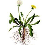 Weeds Control services in South Delhi