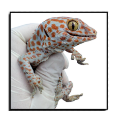 Lizard Control Services in Delhi