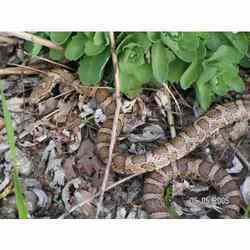 Snake Control Services in Delhi