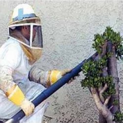 Bee Control Services in Delhi