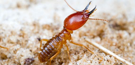 Termites Control Company in India